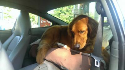 Porsche 911 dog seat hot sale cover